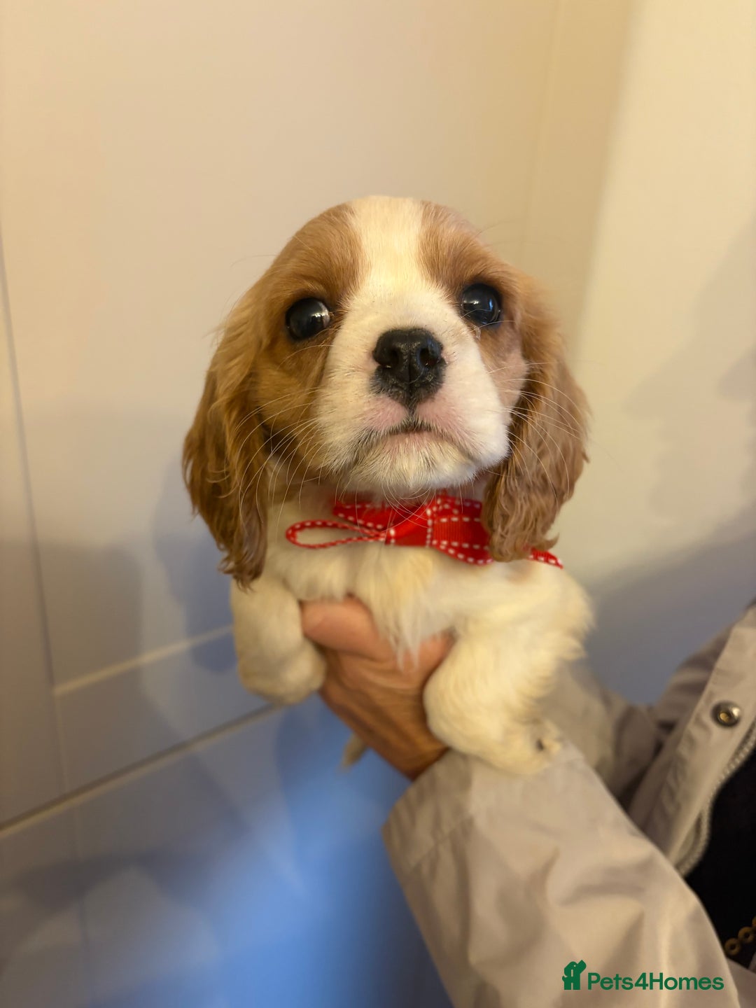 Cavalier King Charles Spaniel dogs for sale: ✨Adorable King Charles Cavalier Puppies✨READY NOW✨ - Advert 19
