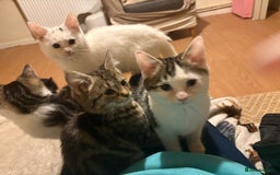 Mixed Breed cats for sale: Kittens 4 sale - Advert 12