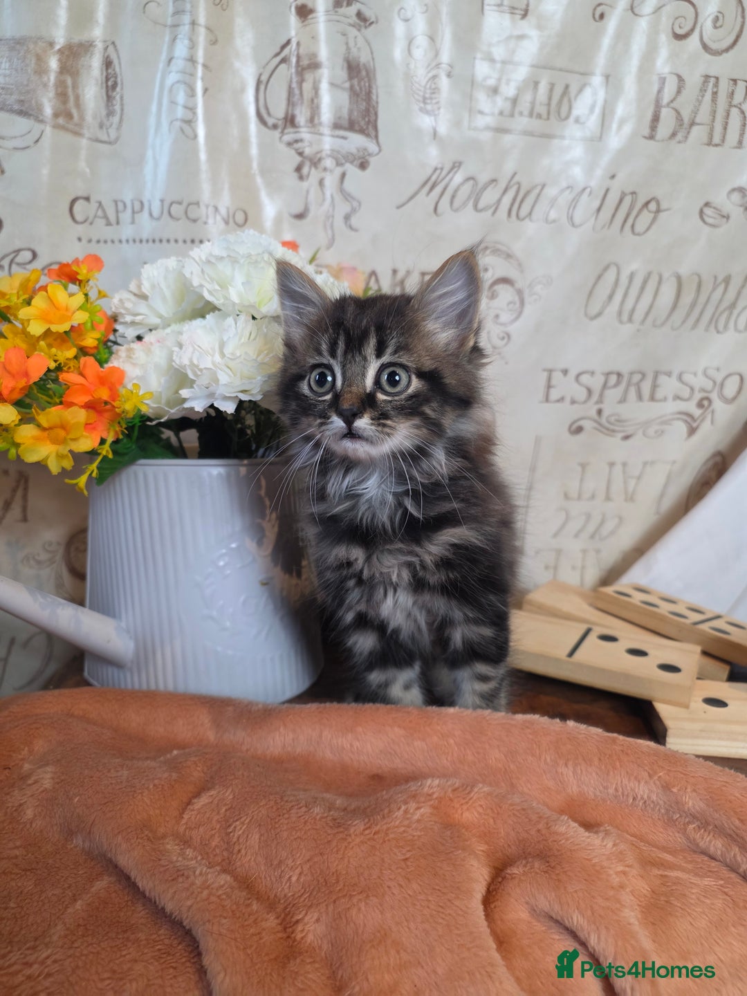 Mixed Breed cats for sale: Stunning medium hair kittens - Advert 4