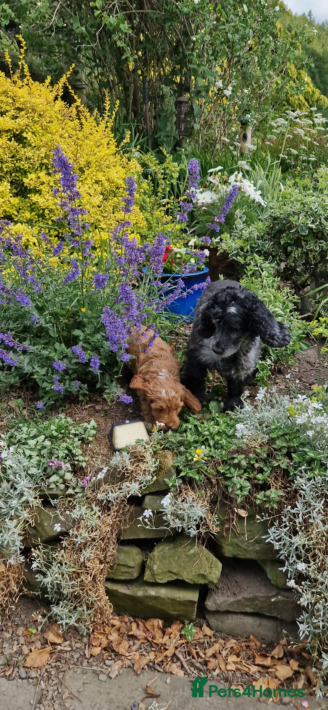 Cockapoo dogs for sale: Cockapoos F1 kc reg parents  in Craven Arms - Image 19