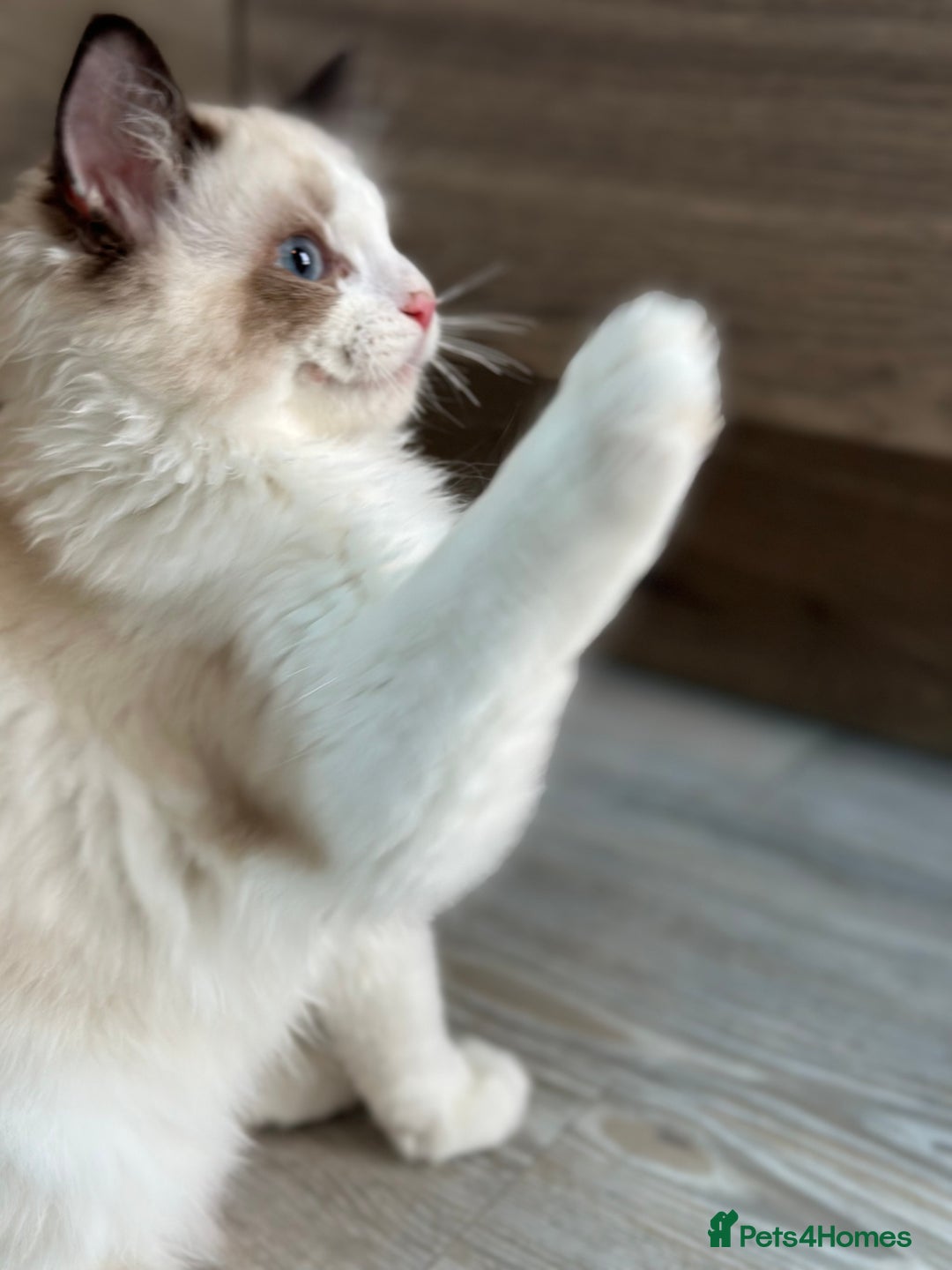 Ragdoll cats for sale: Rare European Chunky ragdolls - Image 24