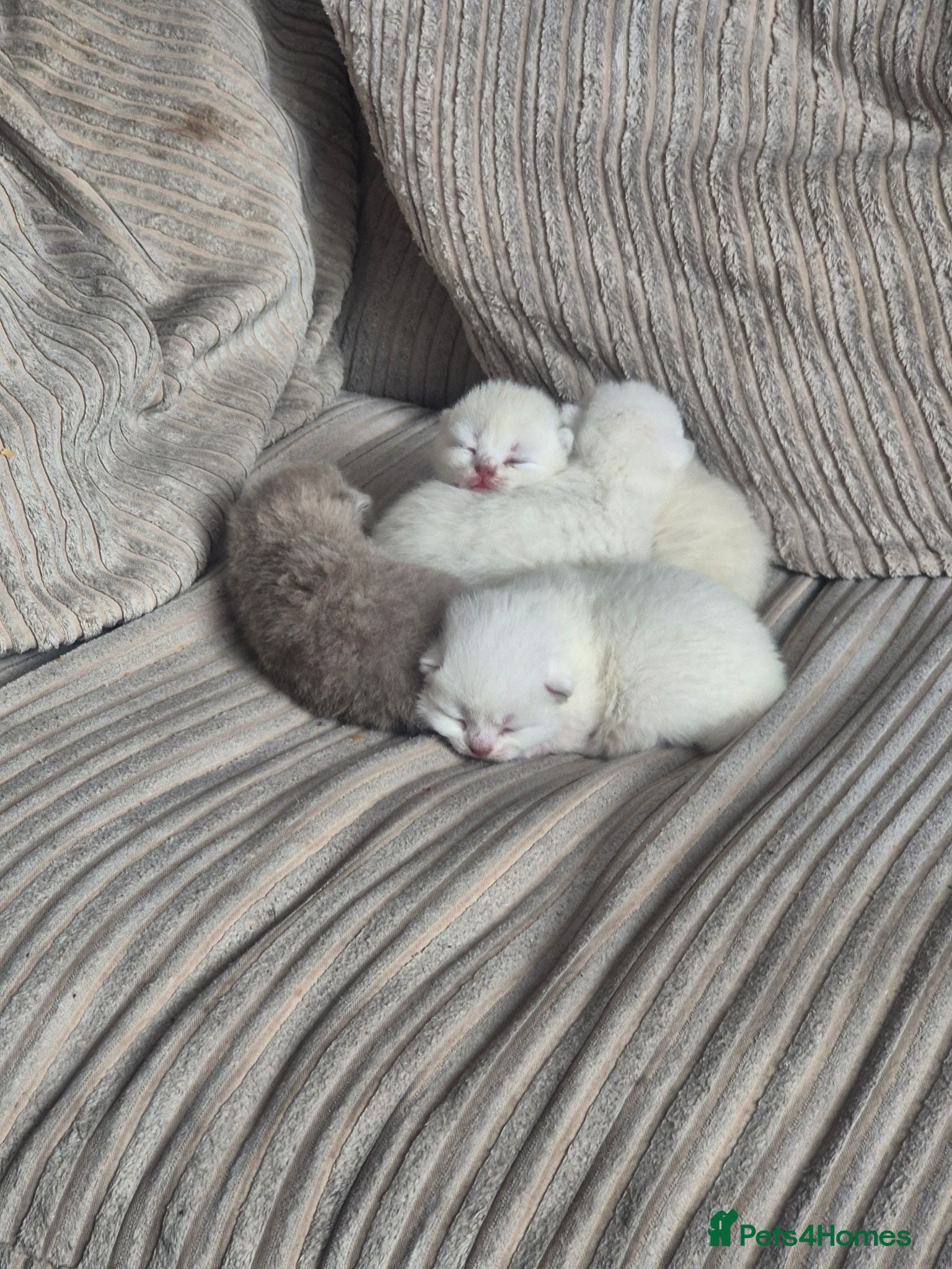 British Shorthair cats British Shorthair ready now!  - Advert 1