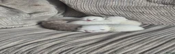 British Shorthair cats for sale: British Shorthair ready now!  - Advert 1