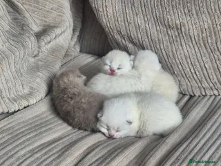 British Shorthair cats British Shorthair ready now! - Advert 1