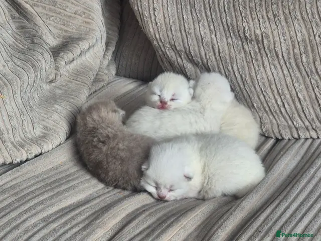 British Shorthair cats British Shorthair ready now! - Advert 4