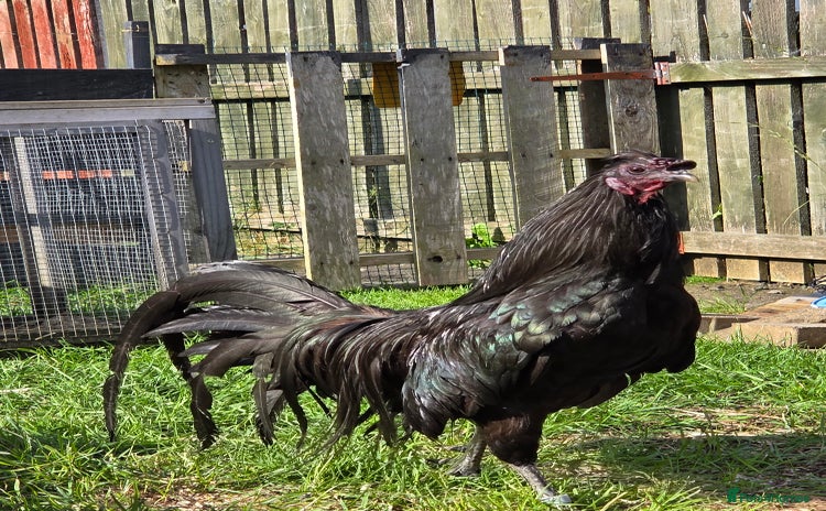 Chickens poultry - Advert 3