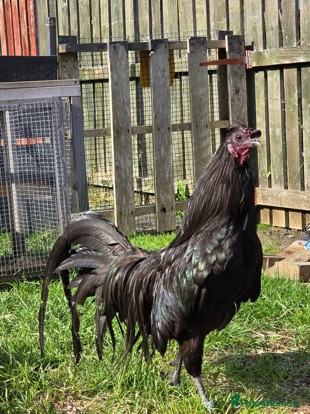 Chickens poultry for sale: FREE Sumatra roosters young friendly birds - Image 1