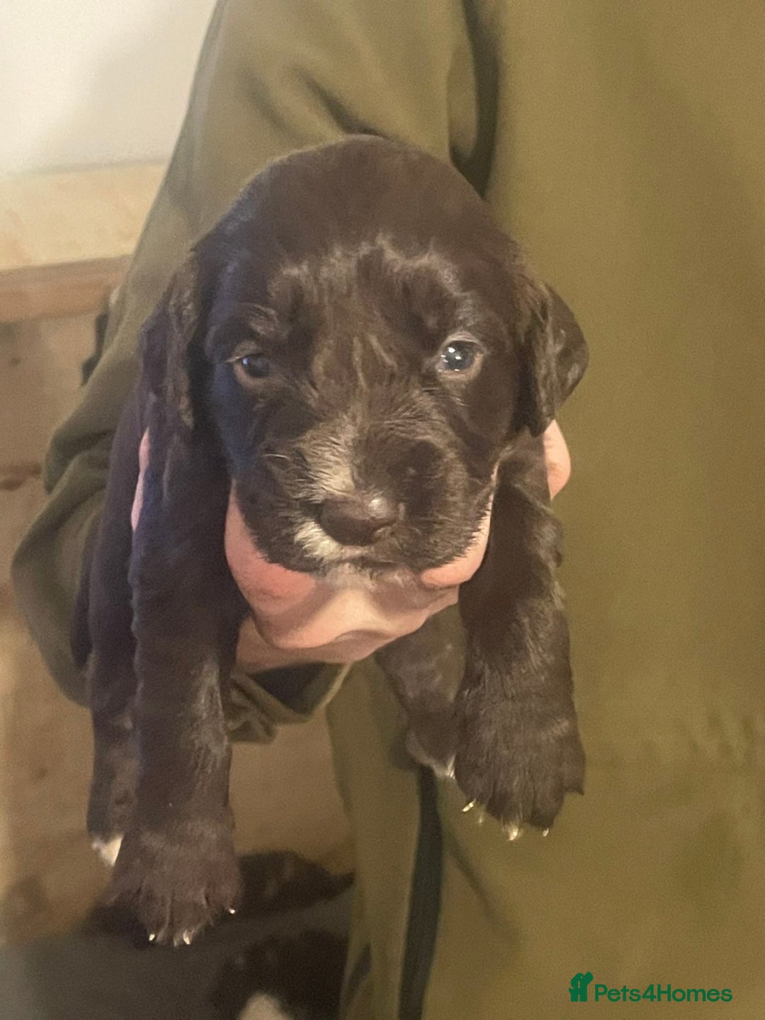 Cocker Spaniel dogs for sale: Stunning Working cocker spaniels  - Advert 13