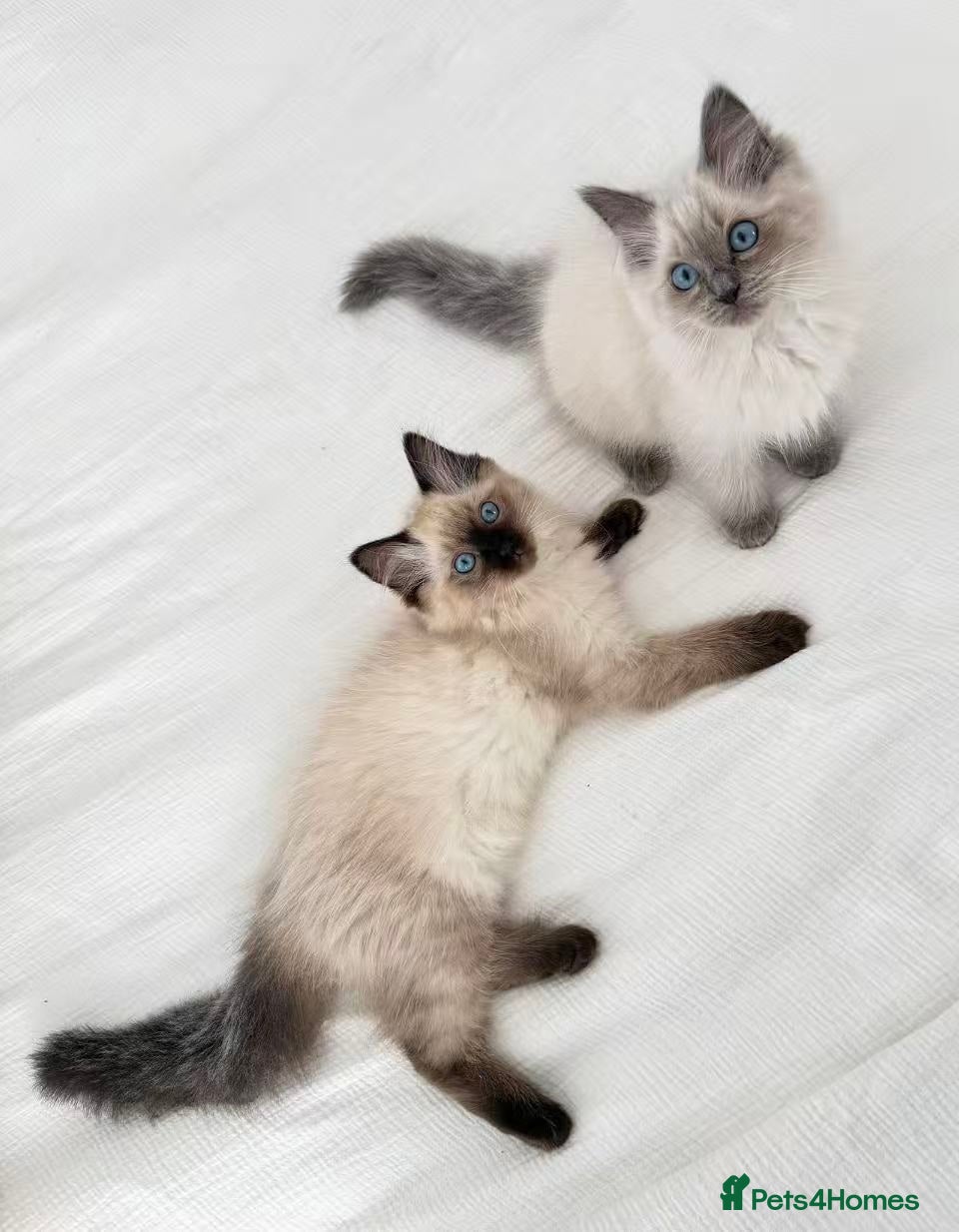 Ragdoll cats for sale: 🐾Stunning Ragdoll Kittens🧬DNA🏆ChampParents🐾 - Advert 6