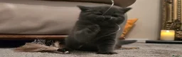 British Shorthair cats for sale: Exclusive Pedigree British Shorthair Kittens - Advert 4