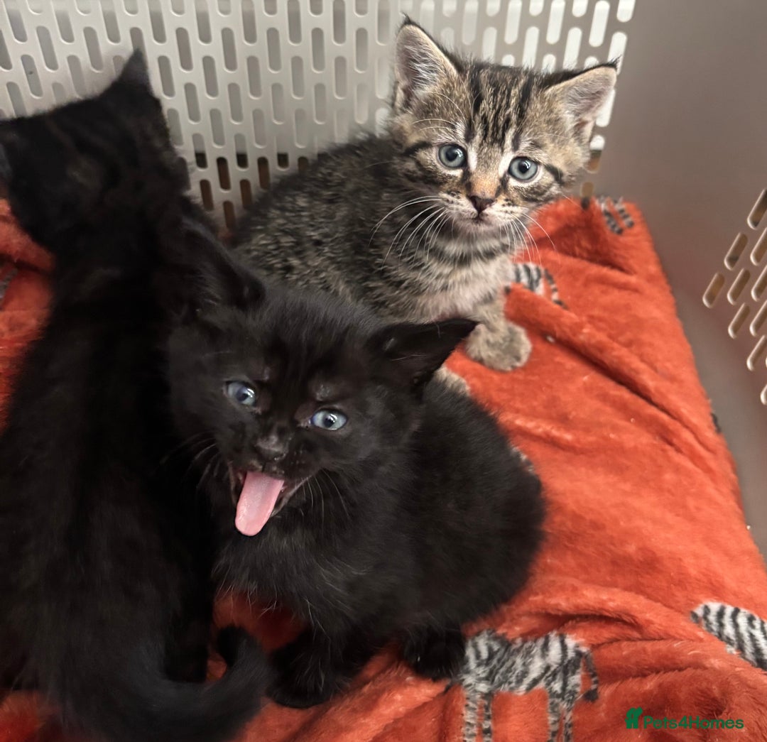 Mixed Breed cats for sale: Gorgeous kittens ready to leave now!  - Image 2