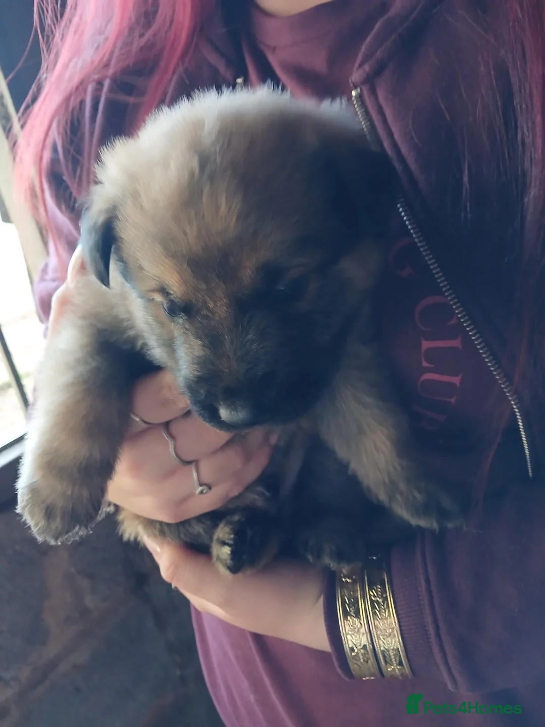 Mixed Breed dogs for sale: Puppies  in Dudley - Advert 11