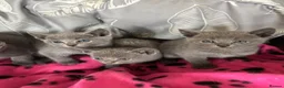 Russian Blue cats for sale: Stunning gccf registered Russian blue kittens  - Advert 5