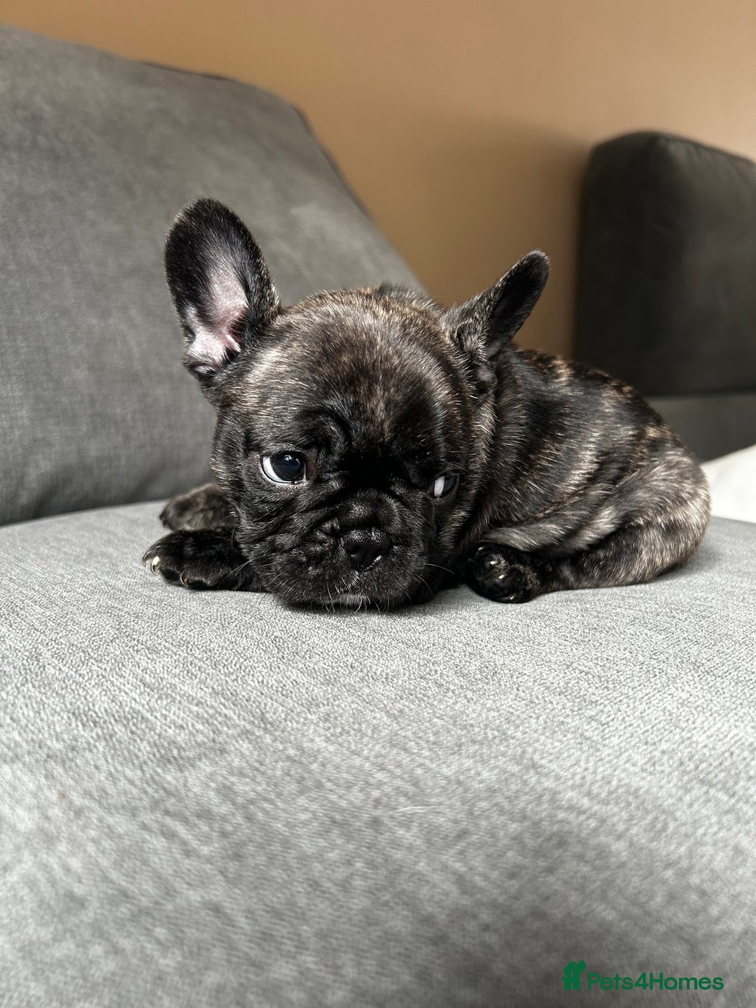 French Bulldog dogs for sale: KC wonderful French Bulldog puppies🐾 - Image 25
