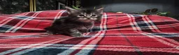 Maine Coon cats for sale: TICA registered Russian lineage Maine coon kittens - Advert 24