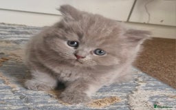 British Shorthair cats for sale: Beautiful BSH (2 Males & 2 Females, Blue & Lilac) - Image 19
