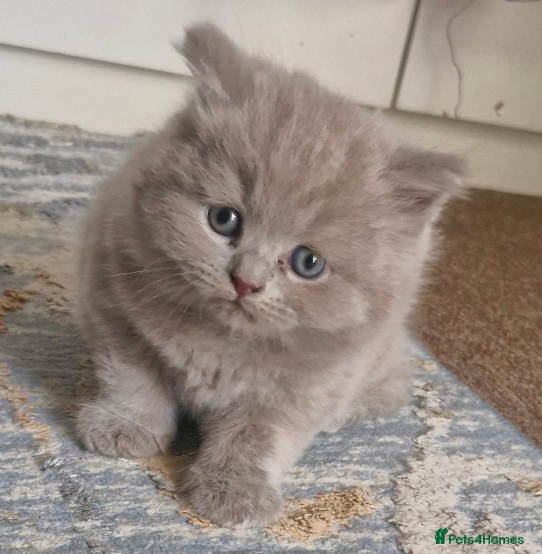 British Shorthair cats for sale: Beautiful BSH (2 Males & 2 Females, Blue & Lilac) - Image 19