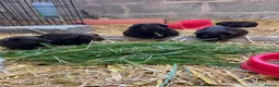 Mixed Breed rodents for sale: Black guinea pigs for sale in Bridgwater - Advert 3
