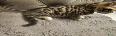 Bengal 4