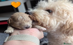 Poochon dogs for sale: 🐾 Adorable F1b Poochon Puppies - Ready November🐾 - Image 22