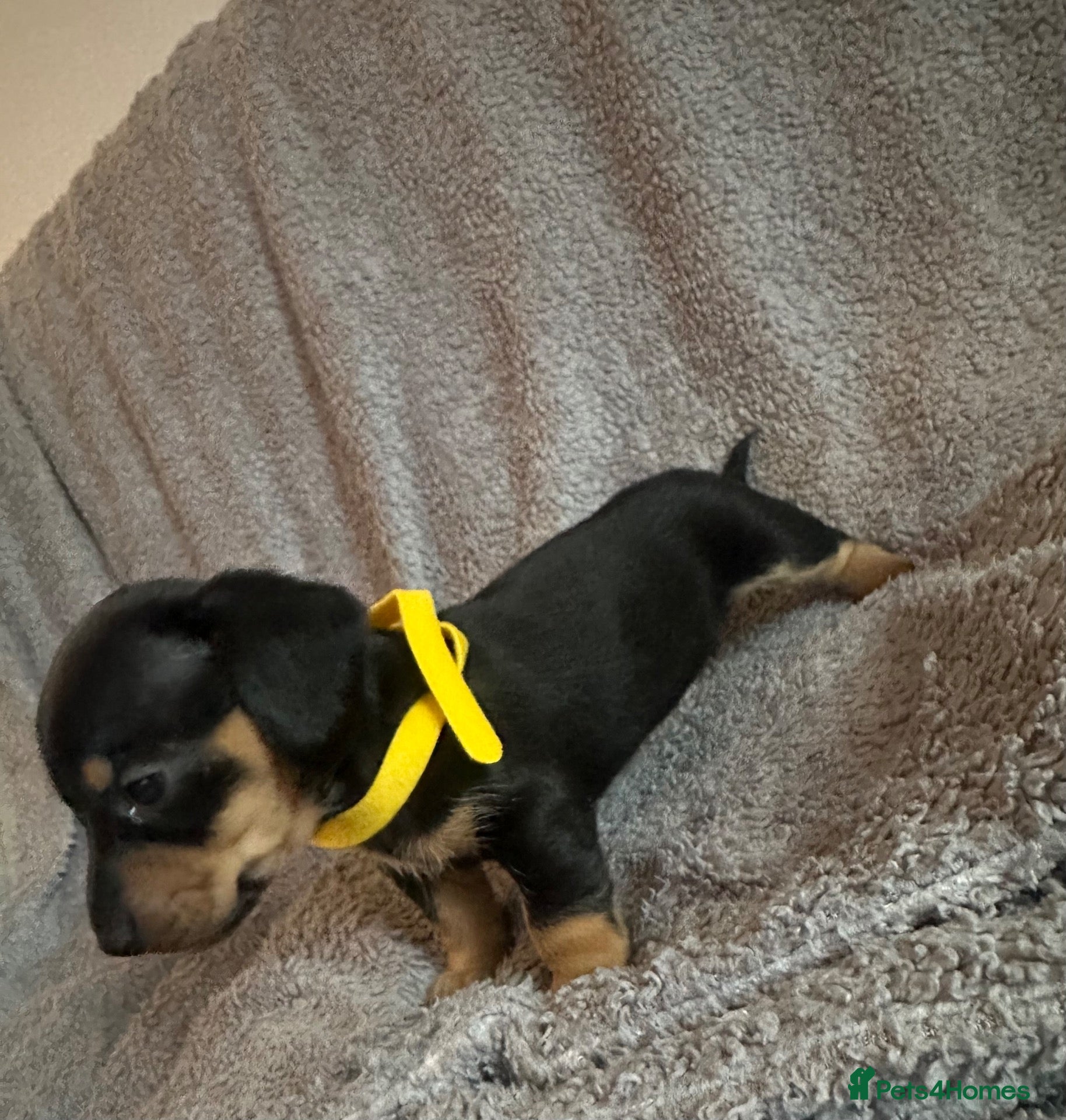 Miniature Dachshund dogs Gorgeous Miniature Sausages 💖  - Advert 10