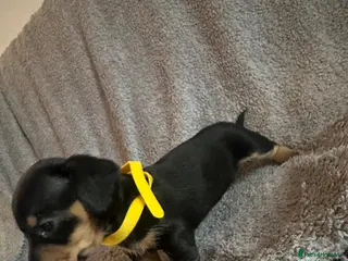 Miniature Dachshund dogs Gorgeous Miniature Sausages 💖 - Advert 10