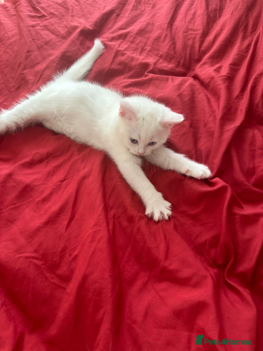 Mixed Breed cats for sale: 4 beautiful kitten - Image 7