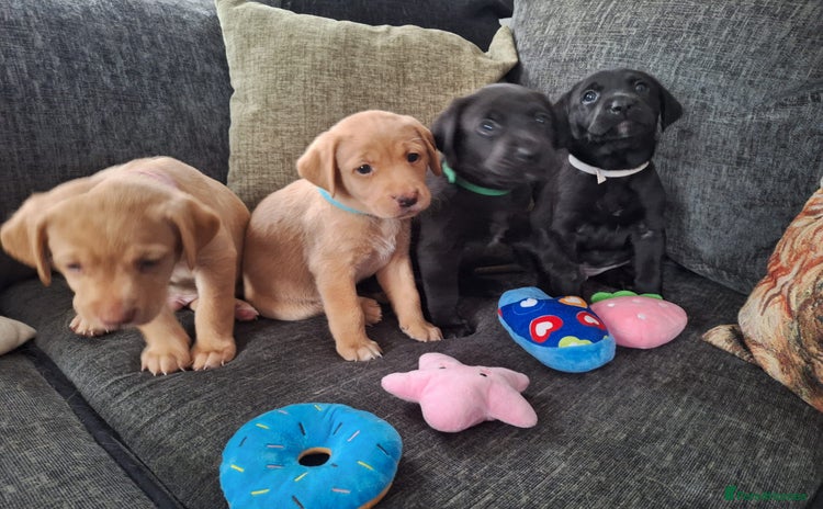 Labrador Retriever dogs - Advert 10