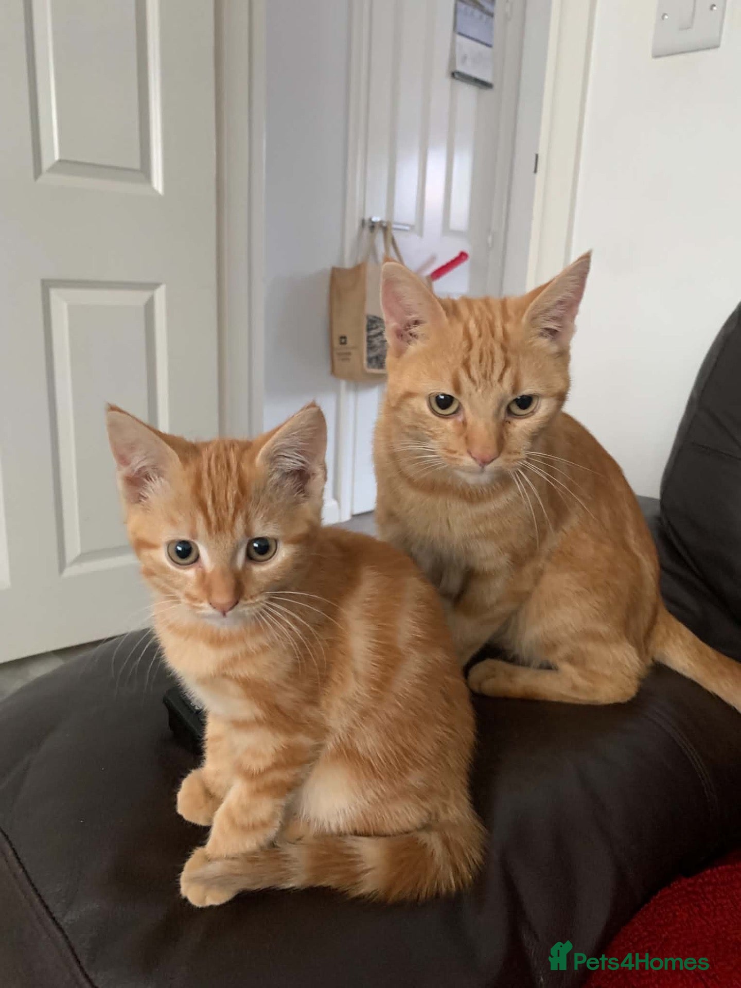 Mixed Breed cats Female ginger kitten  - Advert 1