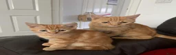 Mixed Breed cats for sale: Female ginger kitten  - Advert 1