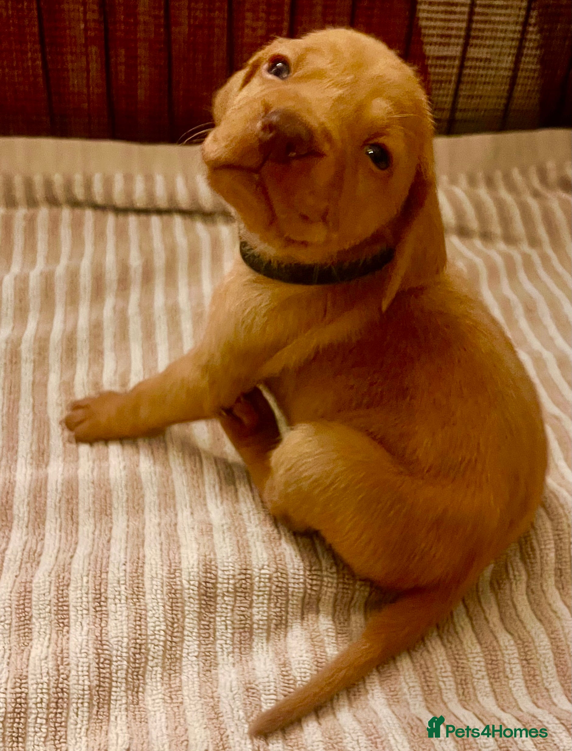 Hungarian Vizsla dogs  ❄️ Vizsla Pups Born 26/27th Dec ❄️ - Advert 16