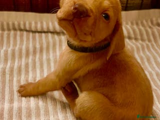 Hungarian Vizsla dogs ❄️ Vizsla Pups Born 26/27th Dec ❄️ - Advert 16