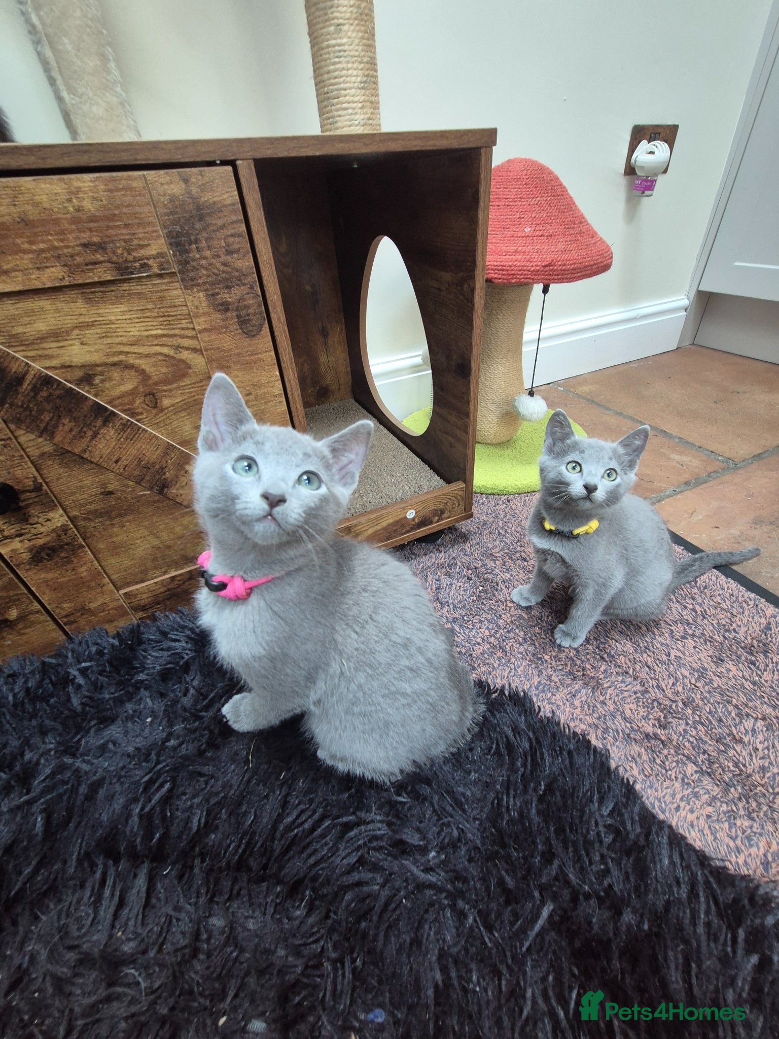 Russian Blue cats Russian Blue Kittens Loving Homes Only TICA Reg - Advert 2