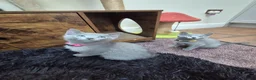 Russian Blue cats for sale: Russian Blue Kittens Loving Homes Only TICA Reg - Advert 2