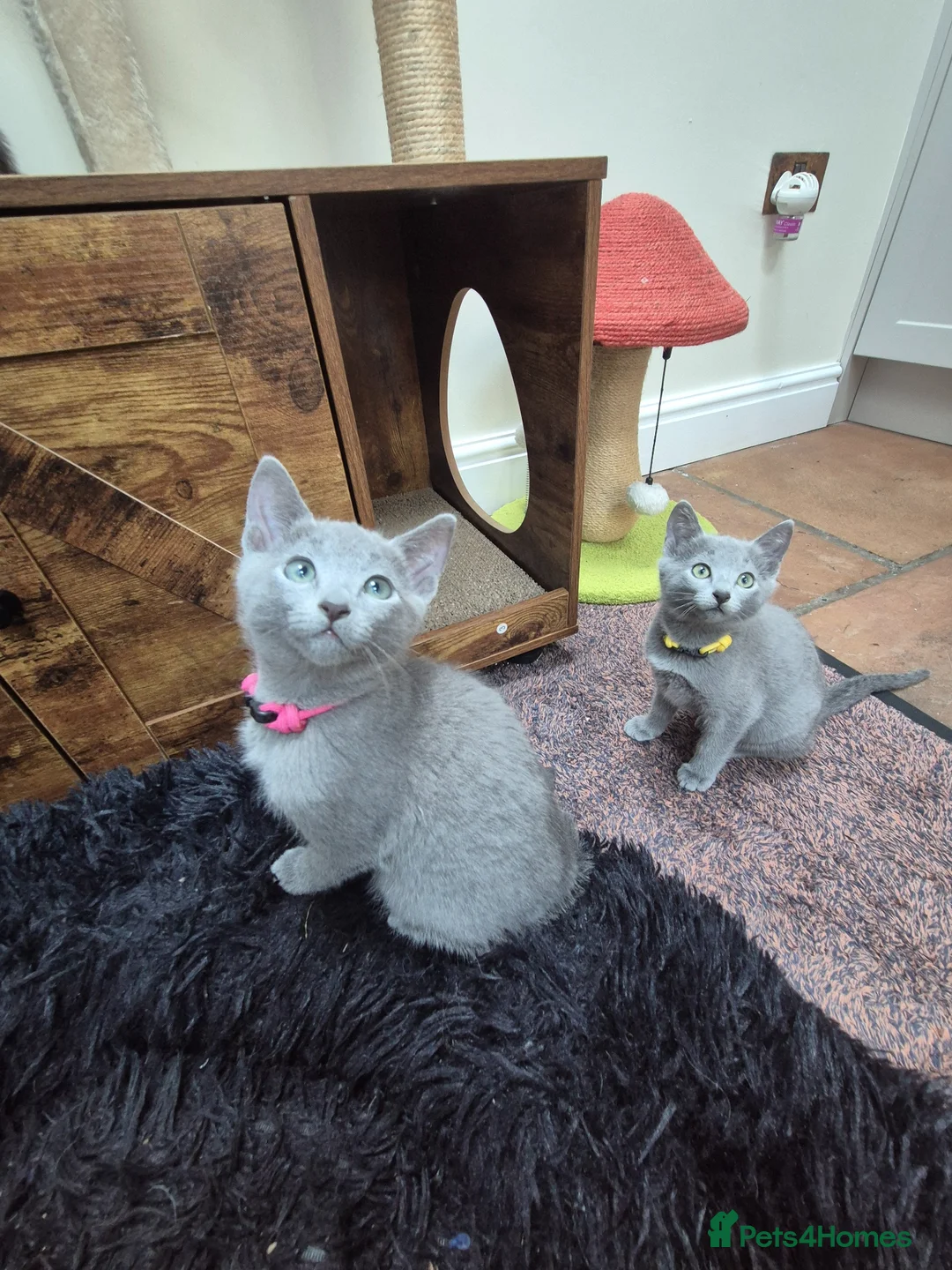 Russian Blue cats for sale: Russian Blue Kittens Loving Homes Only TICA Reg - Advert 2