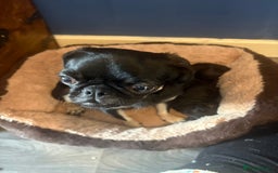 Mixed Breed dogs for sale: Beautiful Baby boy Daug puppy’s-  - Image 13