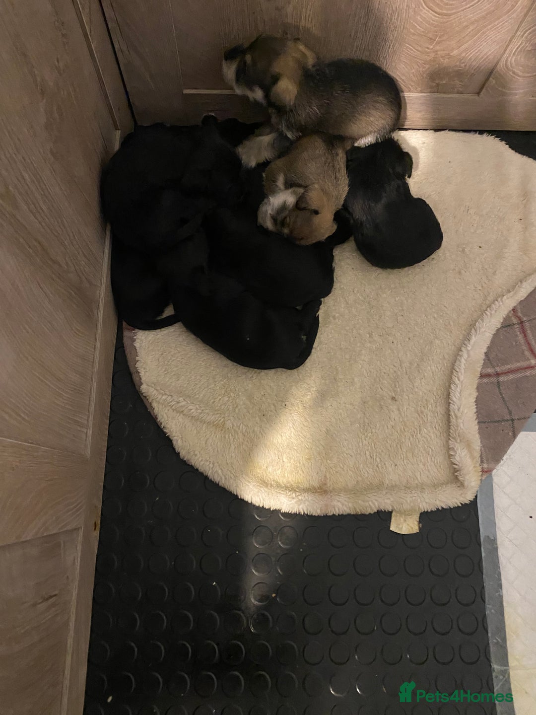 Miniature Schnauzer dogs for sale: ✨ Eight Stunning Puppies Now Available! ✨ - Advert 13