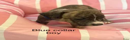 Staffordshire Bull Terrier dogs for sale: Stunning litter of Staffies  - Advert 19