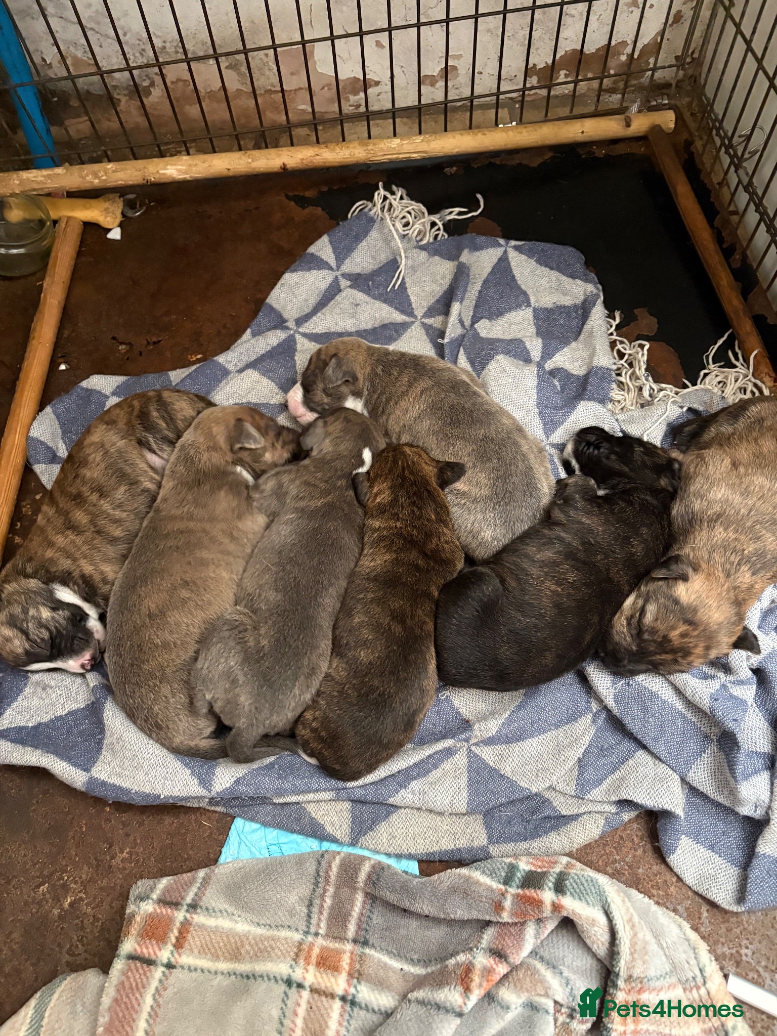 Mixed Breed dogs Beautiful whippet x puppies!! (Lurchers) - Advert 17