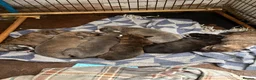 Mixed Breed dogs for sale: Beautiful whippet x puppies!! (Lurchers) - Advert 2