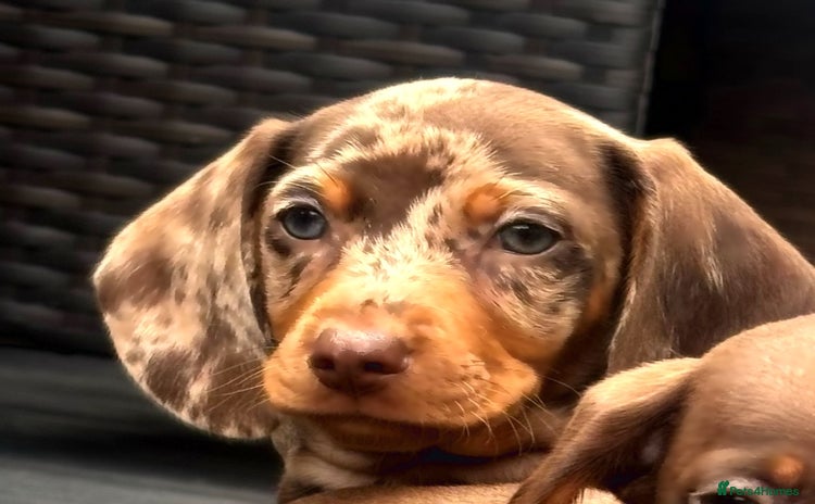 Miniature Dachshund dogs - Advert 4