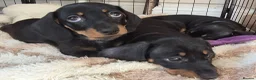 Miniature Dachshund dogs for sale: Miniature Dachshund male puppy Ready to leave now - Advert 4