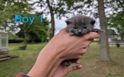 Mixed Breed cats for sale: 6 adorable tortie kittens - Image 7