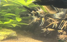 Angelfish fish for sale: Angelfish koi - Image 7