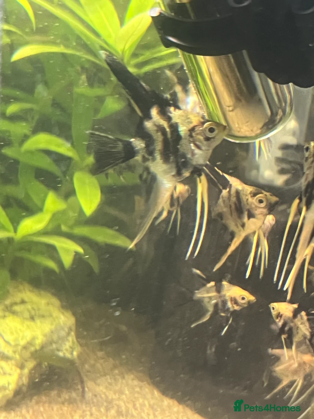 Angelfish fish for sale: Angelfish koi - Advert 7