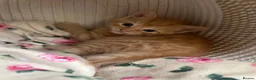 Domestic Shorthair cats for sale: Ginger boy & tortie girls waiting for new families - Advert 8