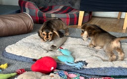 Cocker Spaniel dogs for sale: Handsome boys - Image 13