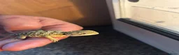 Dragon reptiles for sale: Rankins dragons - Advert 6