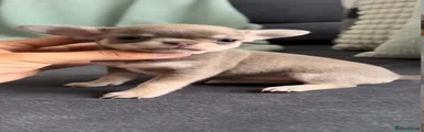 Chihuahua 2