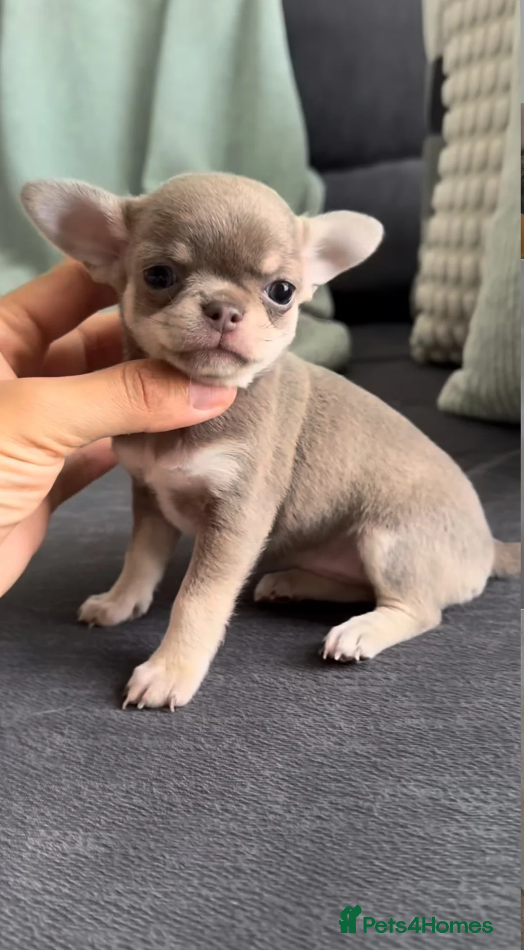 Chihuahua dogs for sale: 2 lovely chihuahua puppies  in London - Advert 2